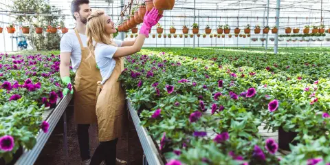 Para pracuje w holenderskiej szklarni, pielęgnując fioletowe kwiaty. Idealna praca dla par holandia.