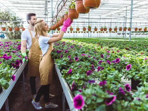 Para pracuje w holenderskiej szklarni, pielęgnując fioletowe kwiaty. Idealna praca dla par holandia.