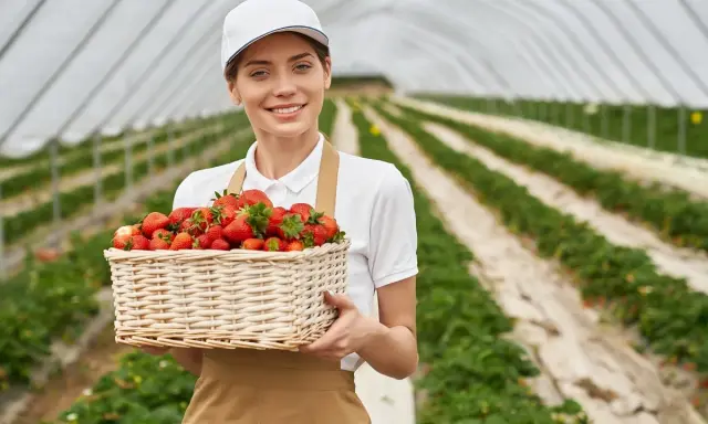 Uśmiechnięta pracownica w czapce i fartuchu trzyma kosz pełen truskawek. W tle widać plantację pod osłonami, gdzie trwa praca na produkcji.